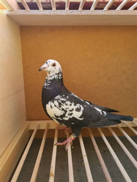 The Finch Farm 2 2. . Pigeons for sale gumtree